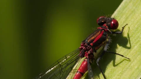 Red dragonfly Closeup Stock Footage 136292090