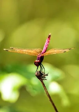 Red dragonfly closeup Stock Photos
