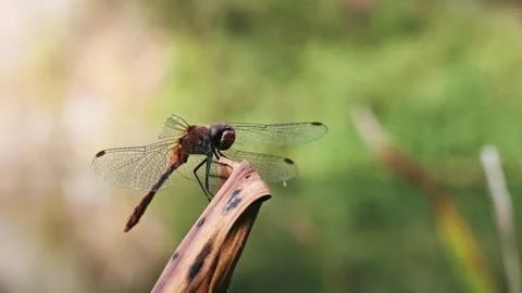 Red Dragonfly on Dry Reed Stock Footage 303758300