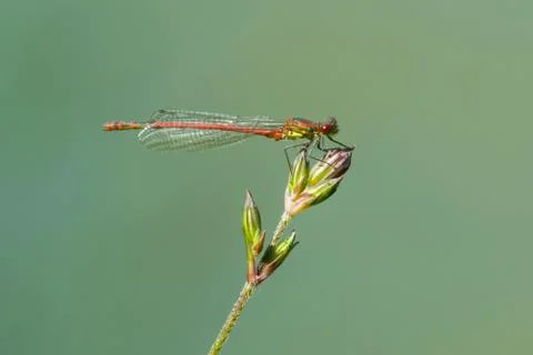 Red dragonfly on the flower 스톡 사진