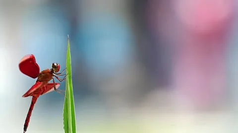 Red dragonfly flying in and landing on green grass in slow motion 스톡 동영상 333290845