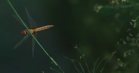 RED Dragonfly flying off sideways in slow motion Stock Footage 97843600