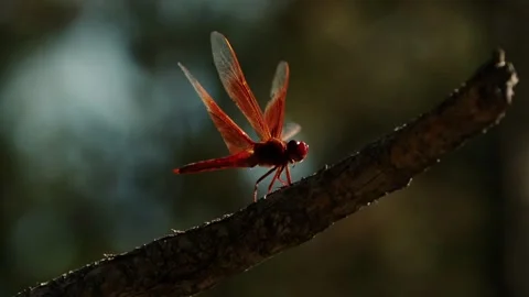 Red Dragonfly flys away in Super Slow Motion  Video stock 203972419