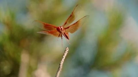 Red Dragonfly flys away in Super Slow Motion 4k Stock Footage 203982965