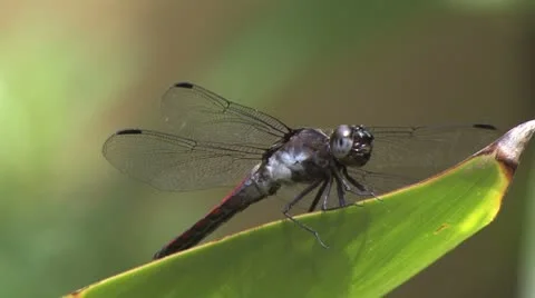 Red Dragonfly Stock Footage 8948112