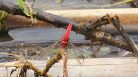 Red dragonfly Stock Footage 25605546