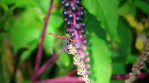 Red dragonfly Video stock 33485340