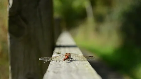Red Dragonfly Stock Footage 42313774