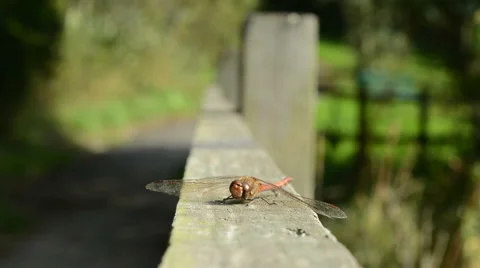 Red Dragonfly Stock Footage 42314065