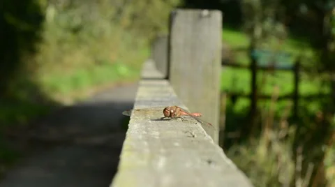 Red Dragonfly Stock Footage 42314155