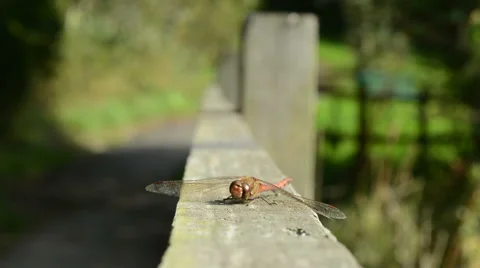 Red Dragonfly Stock Footage 42317054