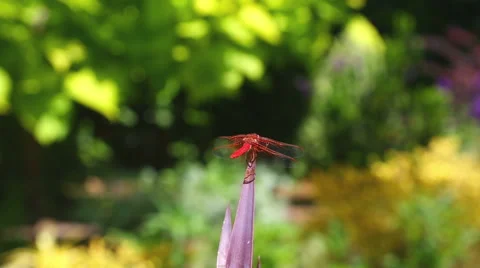 Red Dragonfly Stock Footage 56293865
