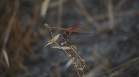 Red dragonfly Stock Footage 58606537