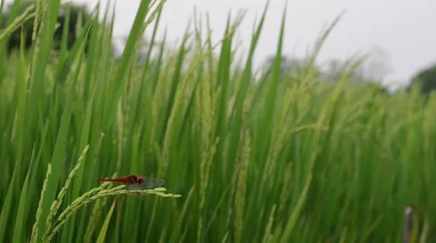 Red Dragonfly Video stock 62367662