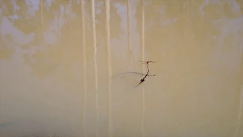 Red Dragonfly Stock Footage 79041079