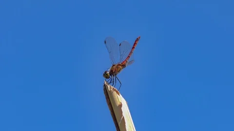 Red Dragonfly Stock Footage 105330991