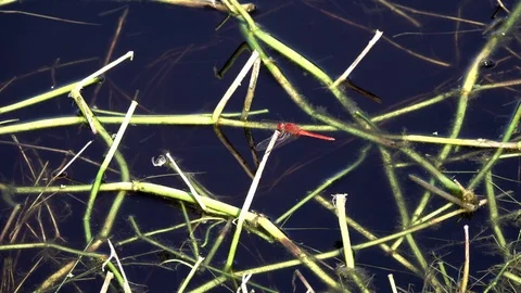 Red Dragonfly Stock Footage 124925510
