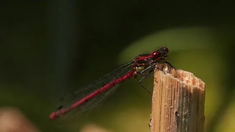 Red dragonfly Stock Footage 136292088