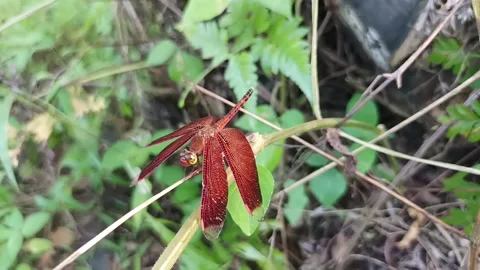 Red dragonfly Stock Footage 234722085