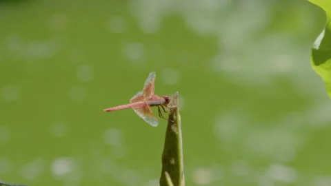 Red Dragonfly Stock Footage 280431802