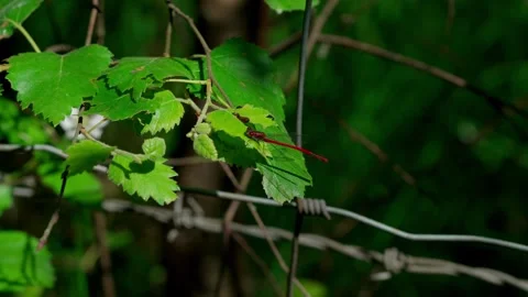Red dragonfly Stock Footage 312628988