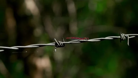 Red dragonfly Stock Footage 312629011