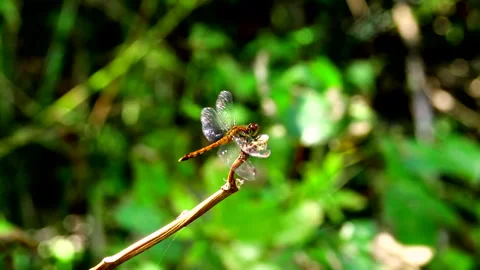 Red Dragonfly Vidéo 332231157