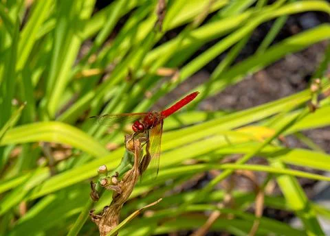 Red Dragonfly in front of grass Stock Photos