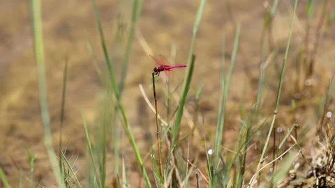 Red dragonfly on glass Stock Footage 155427220