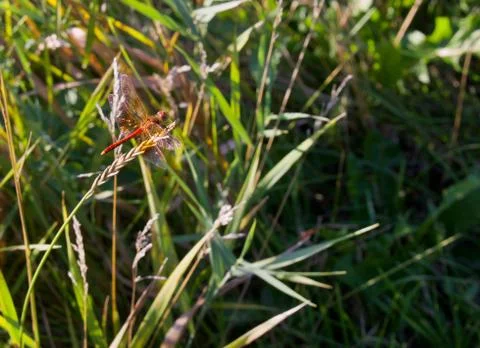 Red Dragonfly in the Grass Stock Photos