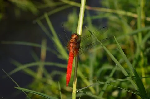 Red Dragonfly on the grass 스톡 사진