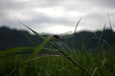 Red dragonfly on the grass Stock Photos