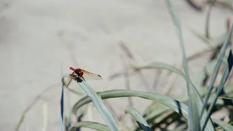 Red Dragonfly Green Leaf Beach Insect Vídeo Stock 128545547