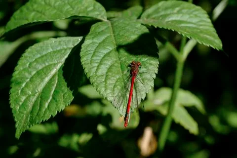 Red Dragonfly on a green leaf with a green background Stock Photos