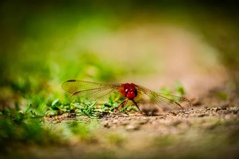 Red Dragonfly on the ground Stock Photos