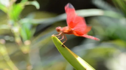 Red dragonfly. HD Stock Footage 43780154