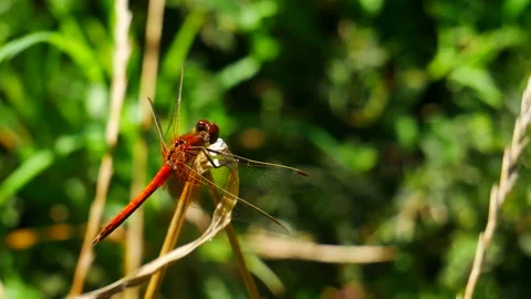 Red dragonfly hunts sitting on a dry stalk Stock Footage 203965599
