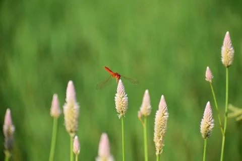Red dragonfly image is wild with blur background. Dragonfly isolated Stock Photos
