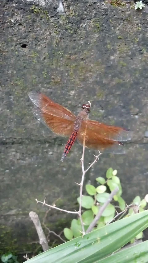 Red dragonfly insect at plant Stock Footage 237363951