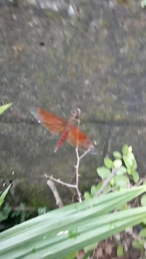 Red dragonfly insect tired Stock Footage 237363960