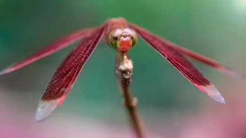 Red dragonfly on its perch, macro photo of this gracious predator Stock Photos