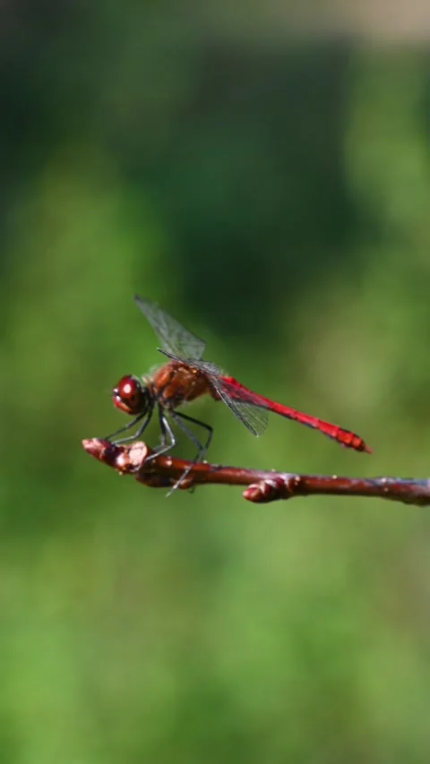 Red dragonfly landing and balancing on twig in green garden Stock Footage 331226957
