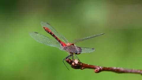 Red dragonfly landing and perching on twig in green natural setting Stock Footage 331226928