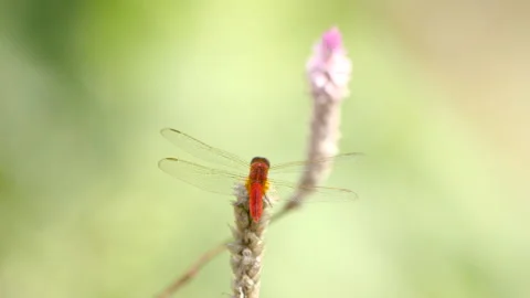 Red dragonfly landing on a plant Video stock 135484236