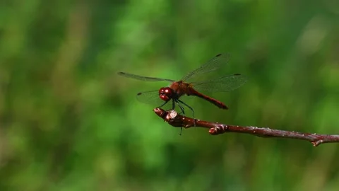 Red dragonfly landing on thin twig in green natural background Stock Footage 331226932