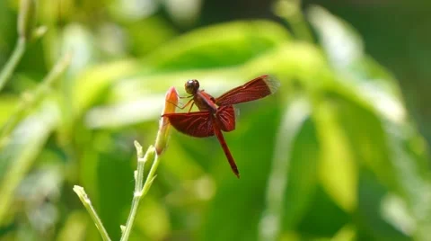 Red Dragonfly On Leaf Video stock 47755812