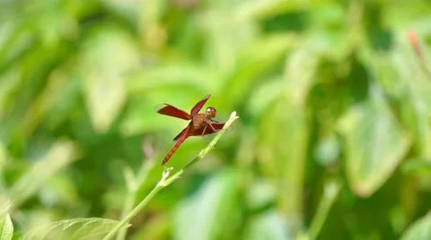 Red Dragonfly On Leaf 스톡 동영상 47755857