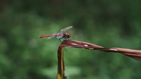 Red Dragonfly on a Leaf Stock Footage 284625099