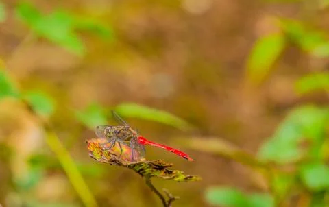 Red dragonfly on a leaf  Stock Photos