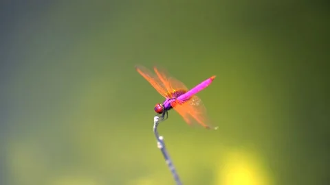 Red dragonfly on leave with wind field Video stock 169083257